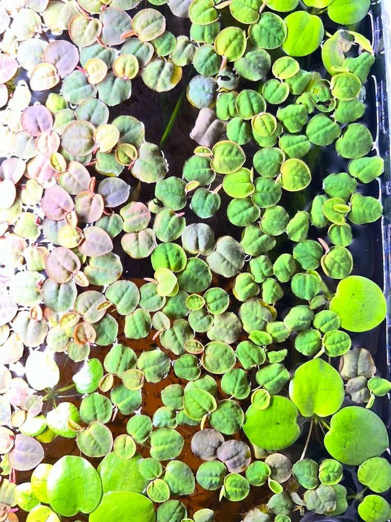 Valisneria / taiwanese lelie / red root floater drijfplant, Ophalen, Nieuw, Plant(en), Steen of Hout