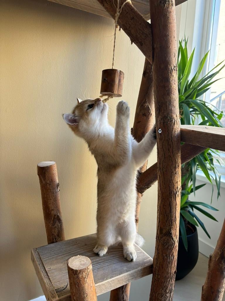 Krabpaal Model Koko, Dieren en Toebehoren, Ophalen, Nieuw, Kommiezenlaan 19, Krabpaal