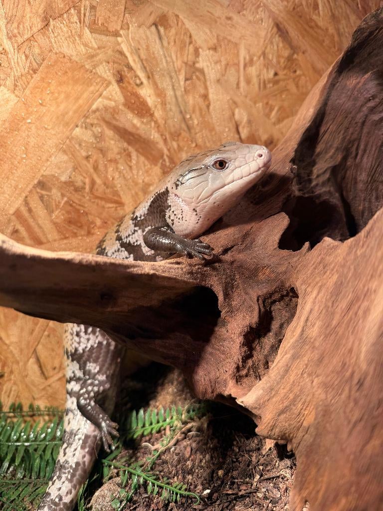 blauwtongskink, Dieren en Toebehoren, Hagedis, Tam, 0 tot 2 jaar