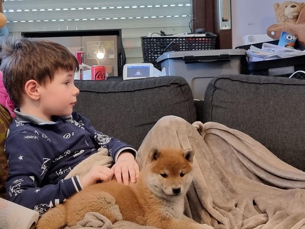 Shiba inu teef - 6 maand - geteste ouders enstamboom, Parvo, België, Fokker | Hobbymatig, Overige rassen