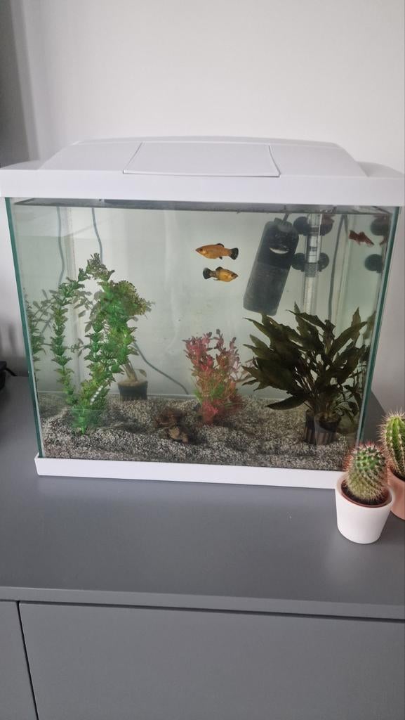 🐠 Complete aquariumset 50 liter inclusief vissen en planten, Ophalen, Zo goed als nieuw, Gevuld zoetwateraquarium