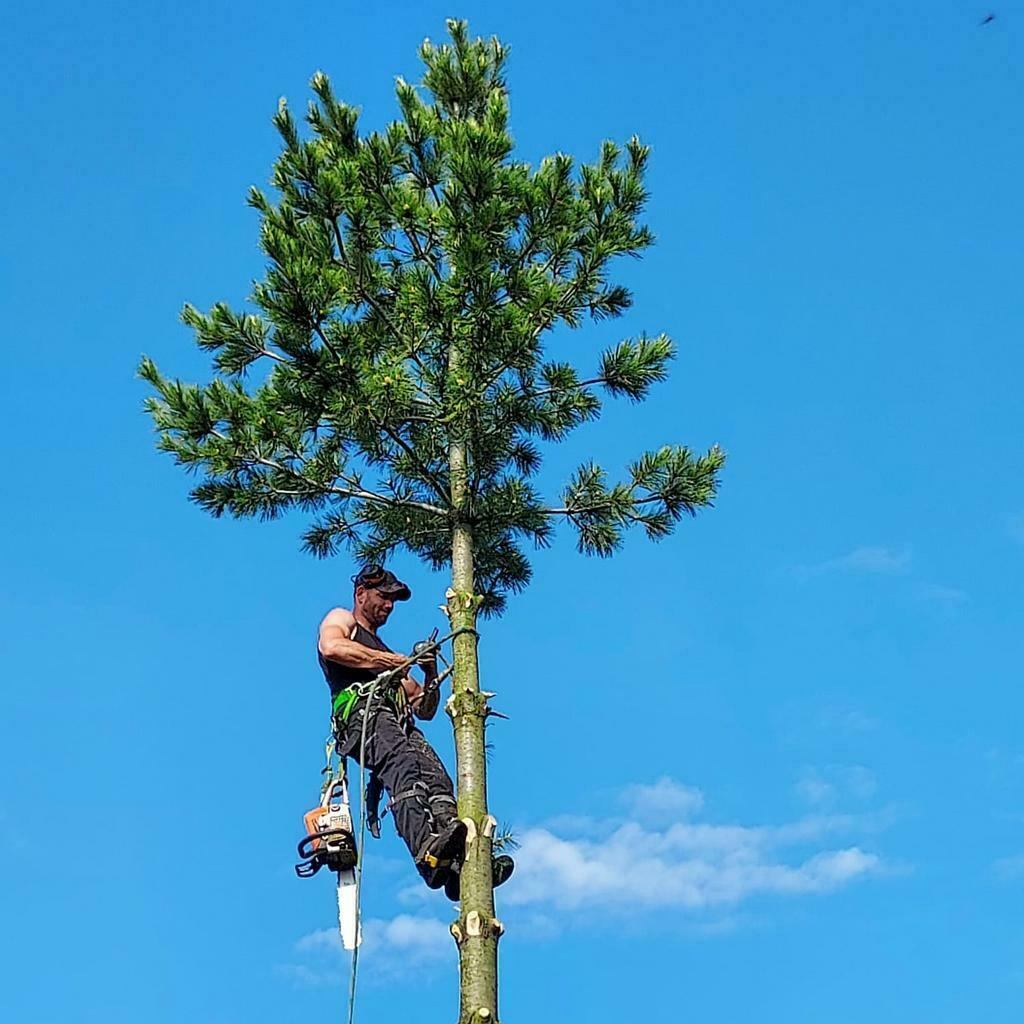 Boomverzorging/Bosbouw/Boom zagen/boom kappen/snoeien, Diensten en Vakmensen, Tuinonderhoud of Snoeiwerk