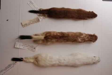 Hermelijn gezocht, Verzamelen, Dierenverzamelingen, Ophalen of Verzenden, Beeldje of Figuurtje