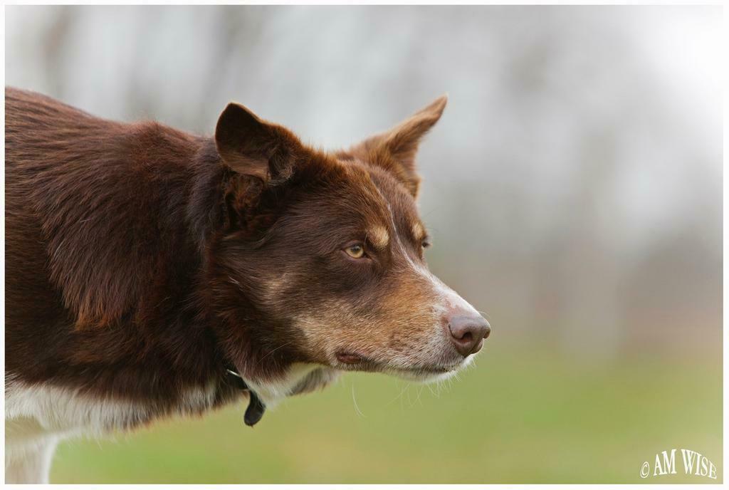 Border Collie dekreu Bruin  - wit - tan, Reu, Parvo, Eén hond, 3 tot 5 jaar