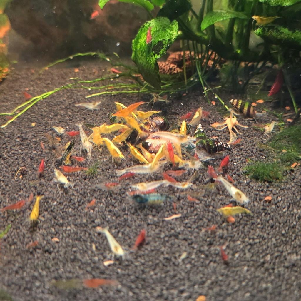 Garnalen Mix (Skittles Mix) Neocaridina, Kreeft, Krab of Garnaal, Zoetwatervis, Schoolvis