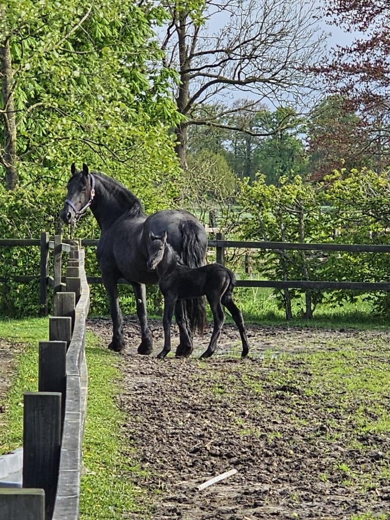Gezocht stalling in eigen beheer, Weidegang, 4 paarden of pony's of meer