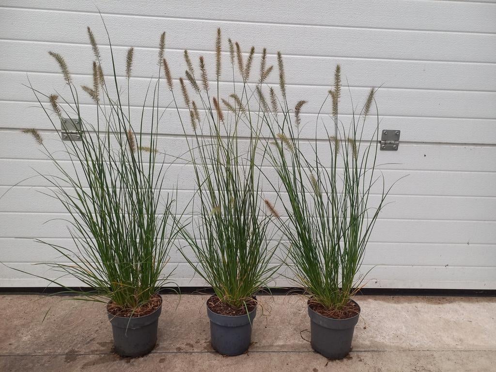 Pennisetum Hameln 2 liter pot 3 voor €10,=, Ophalen, Overige soorten, Volle zon