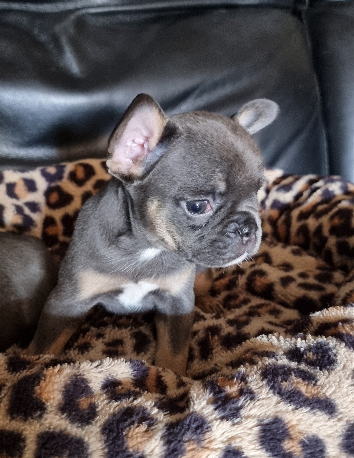 Mooie franse bulldog pups gekeurd, Dieren en Toebehoren, Honden | Bulldogs, Pinschers en Molossers, Parvo, 8 tot 15 weken, Bulldog