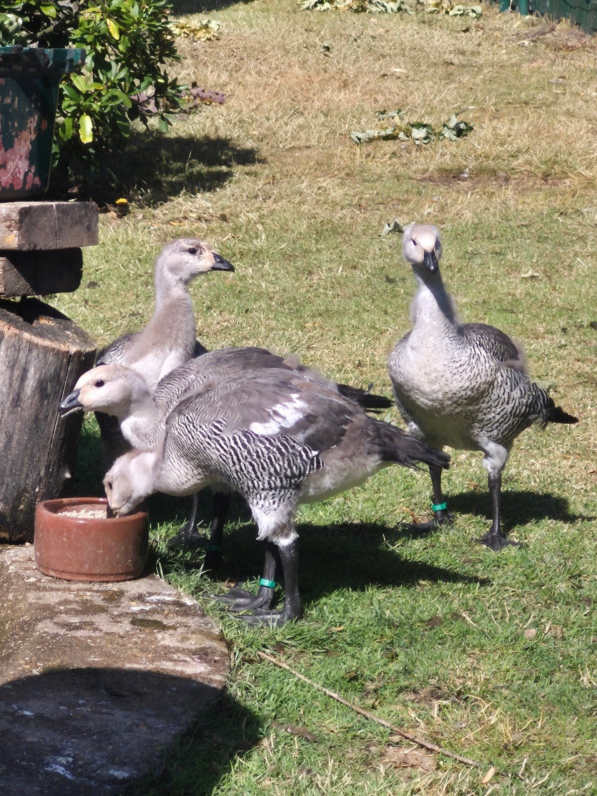 Magelhaenganzen, Dieren en Toebehoren, Mannelijk, Geringd