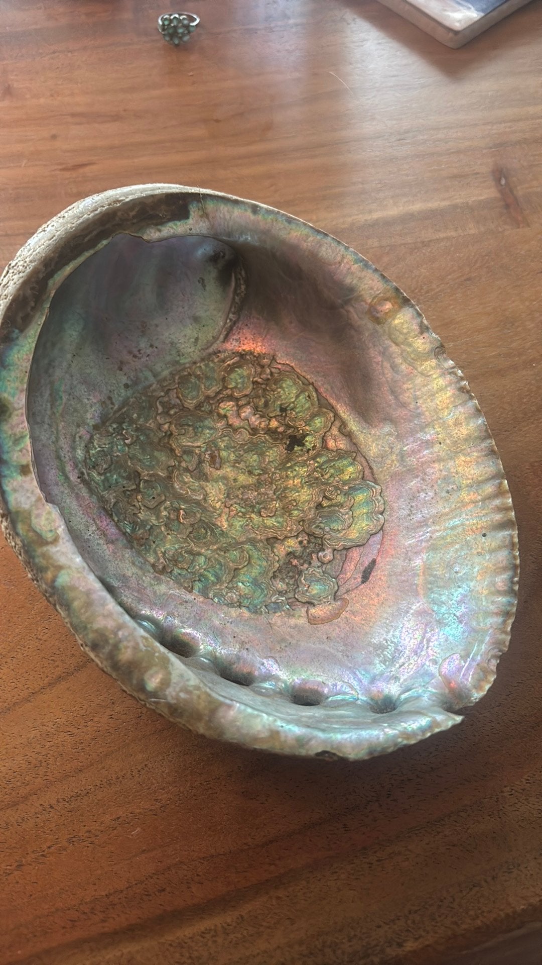 abalone schelp, Ophalen, Schelp(en)