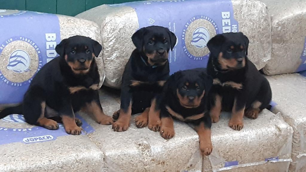 Grove Rottweiler puppies te koop, Dieren en Toebehoren, Parvo, 8 tot 15 weken, Meerdere, Meerdere dieren
