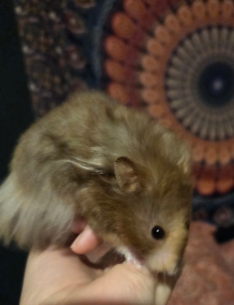 Goudhamster, Dieren en Toebehoren, Hamster, Juni, Vrouwelijk, Tam