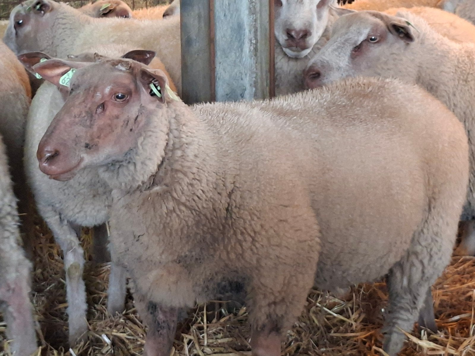 Rouge rammen./dekrammen, Dieren en Toebehoren, Schapen, Geiten en Varkens, Mannelijk, Schaap, 0 tot 2 jaar