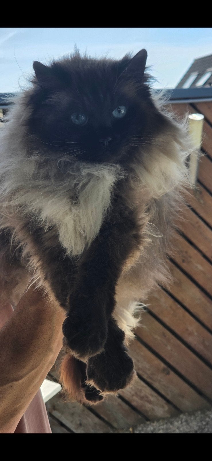 Zeer mooie Ragdoll poes zoekt een nieuw 5 sterren huisje!, Poes