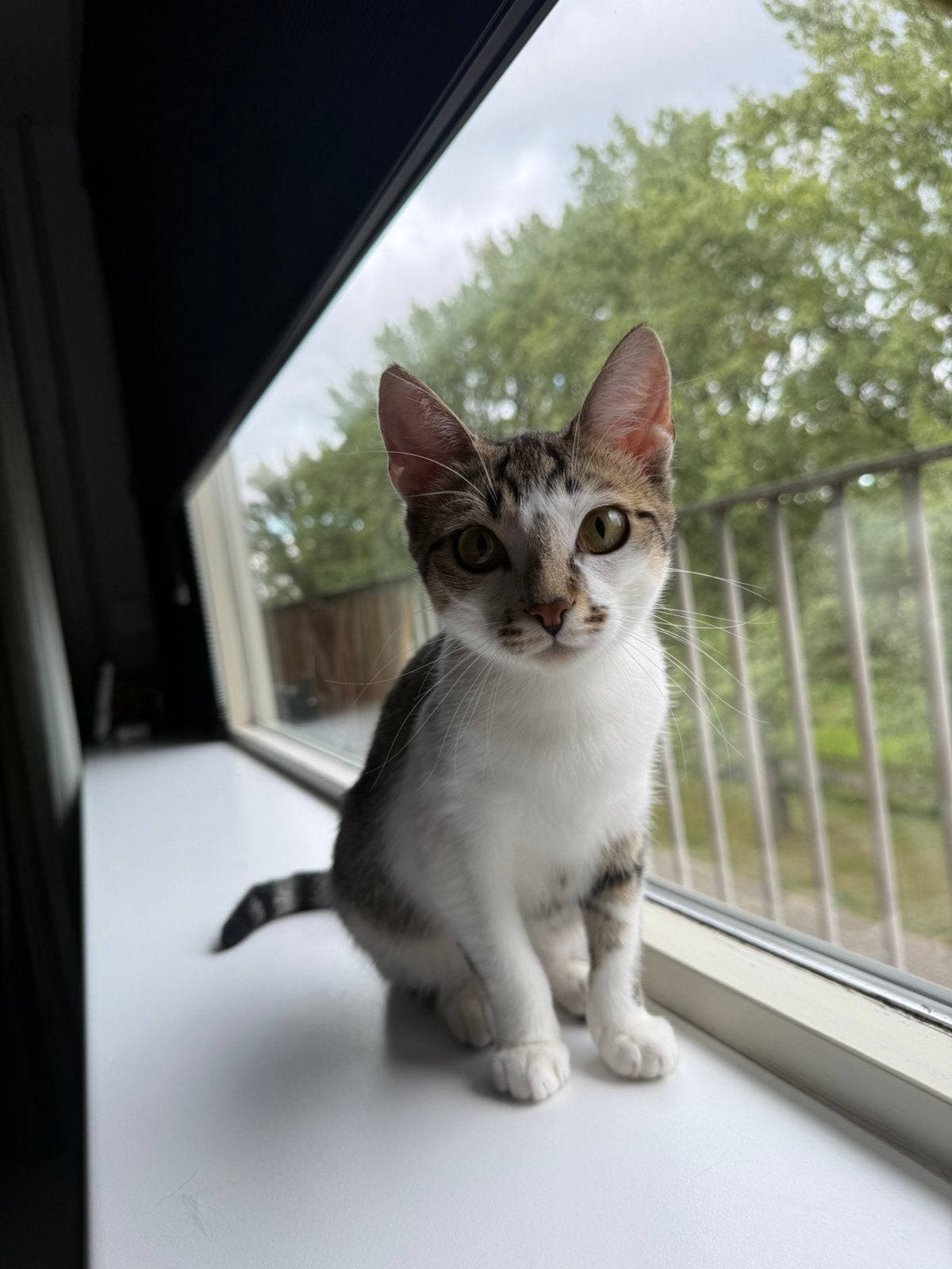 Kitten van 9 maanden oud (poes), Poes, Kortharig, 0 tot 2 jaar