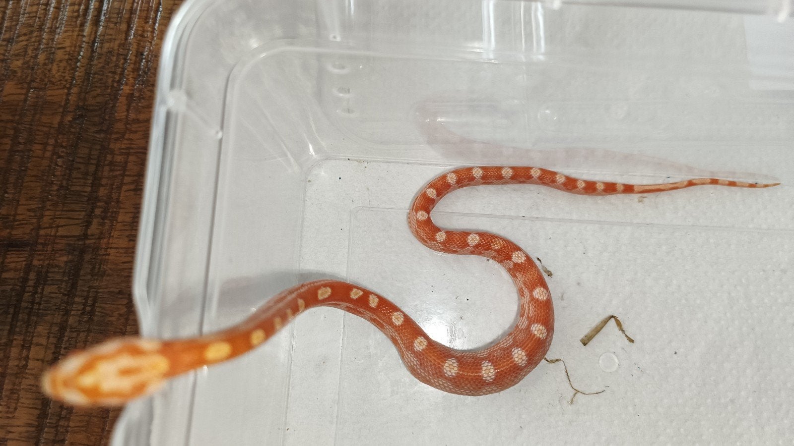 Korenslangen amel, amel/motley 0.0.11 NK September 2026 Corn Snake photo 6