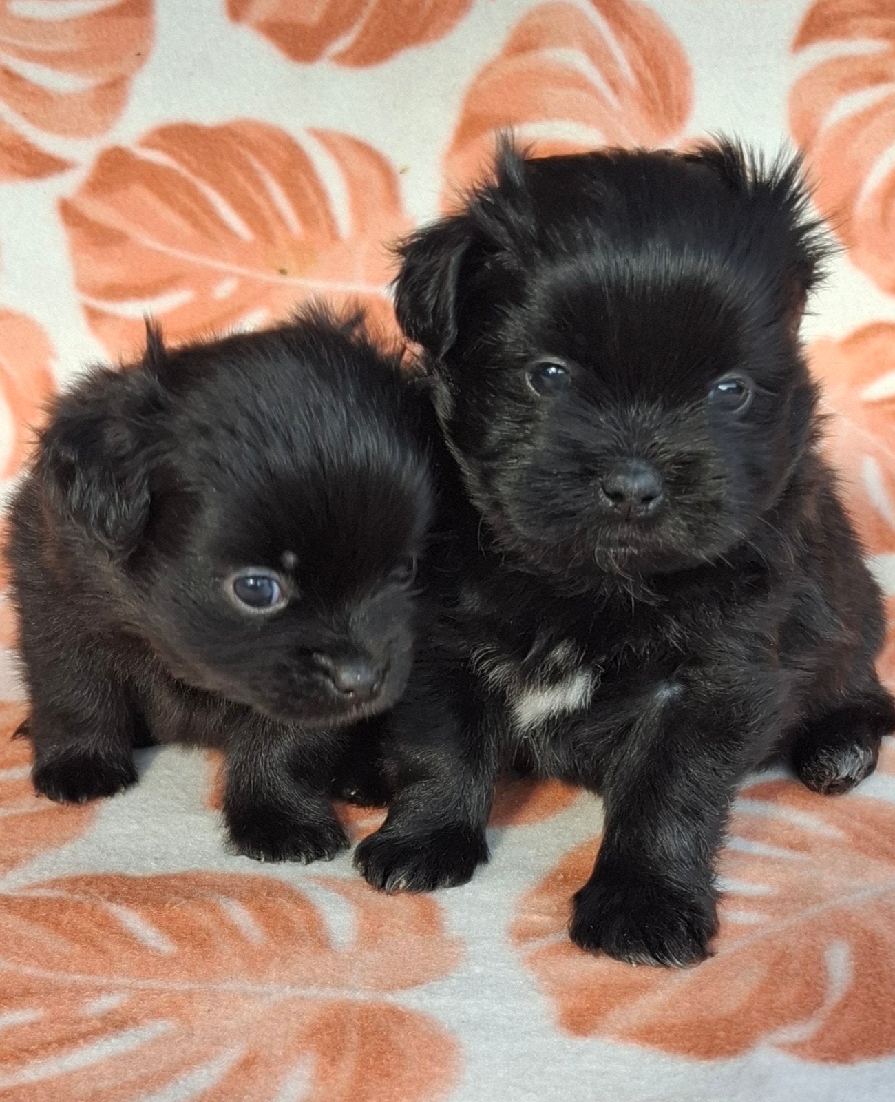 Prachtige unieke Shiranian (F1) pups (Shih Tzu x  pomeriaan), 8 tot 15 weken, Meerdere, Meerdere dieren, Klein