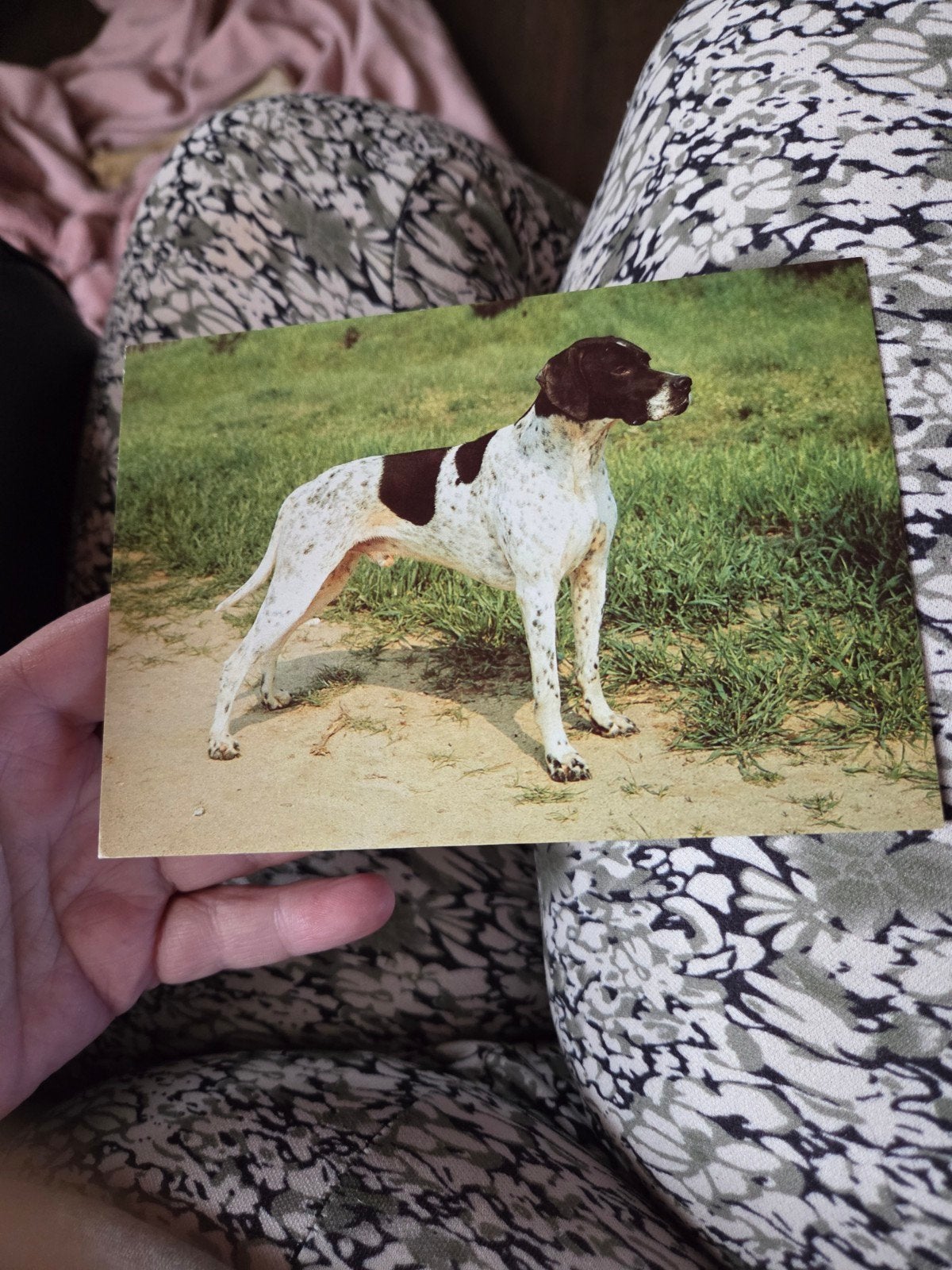 Vintage ansichtkaart: Engelse Pointer hond, Ophalen of Verzenden, 1960 tot 1980, Ongelopen, Hond of Kat