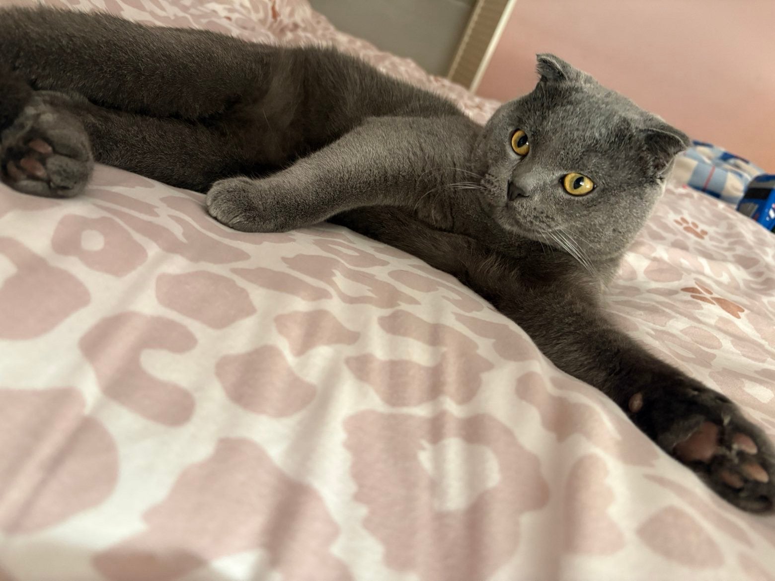 Ervaren Britse Korthaar dekkater, Dieren en Toebehoren, Kater, Gechipt, 0 tot 2 jaar