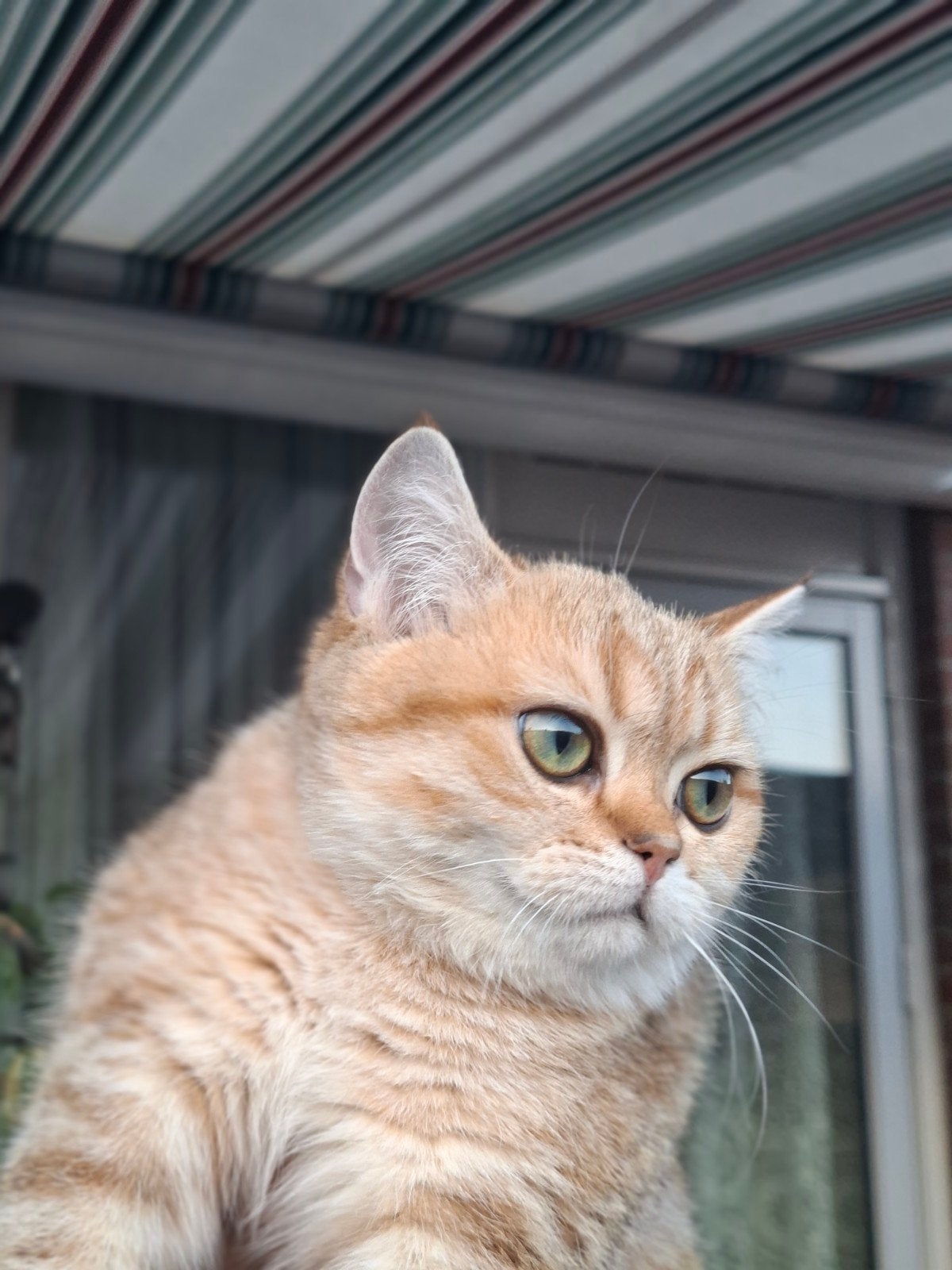 Een mooie Britse Korthaar Poes!, Poes, Kortharig