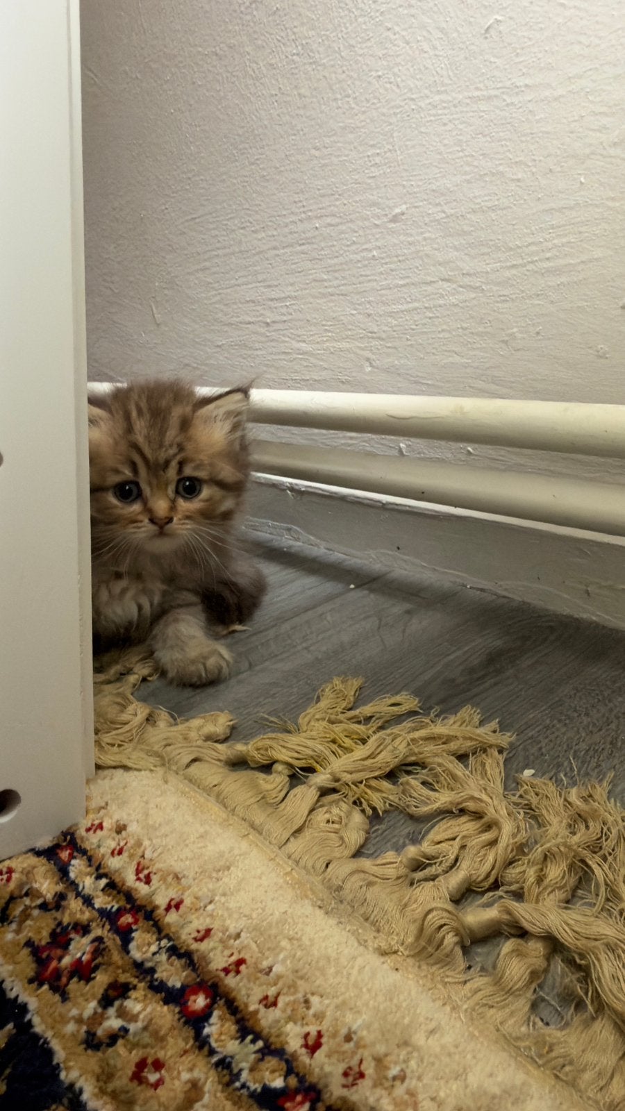 Britse Langhaar kittens – Puur ras, Dieren en Toebehoren, Meerdere dieren