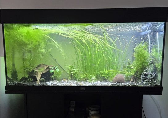 Jewel Rio 180 aquarium Led incl. onderkast + toebehoren, Ophalen, Inclusief vissen, Juwel, Gevuld zoetwateraquarium