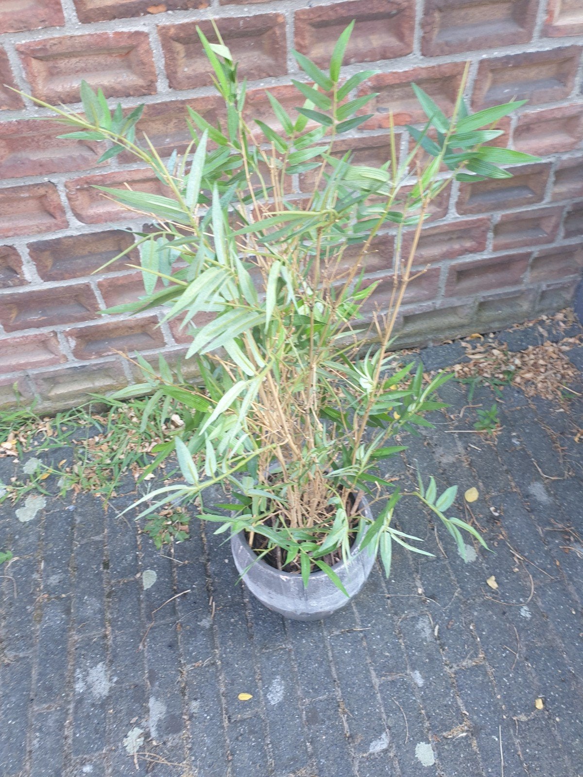 te koop kunstplant, Tuin en Terras, Planten | Struiken en Hagen, Ophalen, Minder dan 100 cm