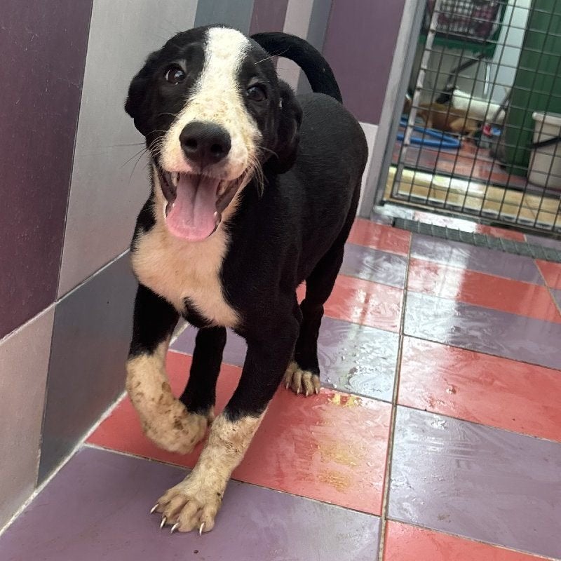 ACE: Maudi is een actieve pup, Particulier, 8 tot 15 weken, Buitenland, Teef