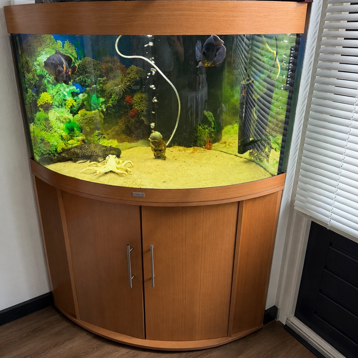 JUWEL Trigon 350 hoekaquarium met gebogen ruit * pauwoogvis, Dieren en Toebehoren, Vis
