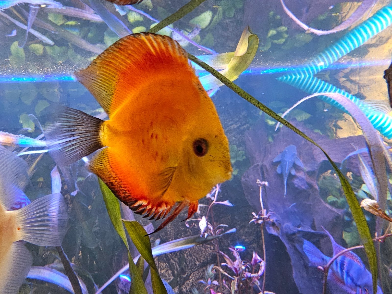 te koop. zeer actieve discusvis, Dieren en Toebehoren, Vis, Zoetwatervis, Schoolvis