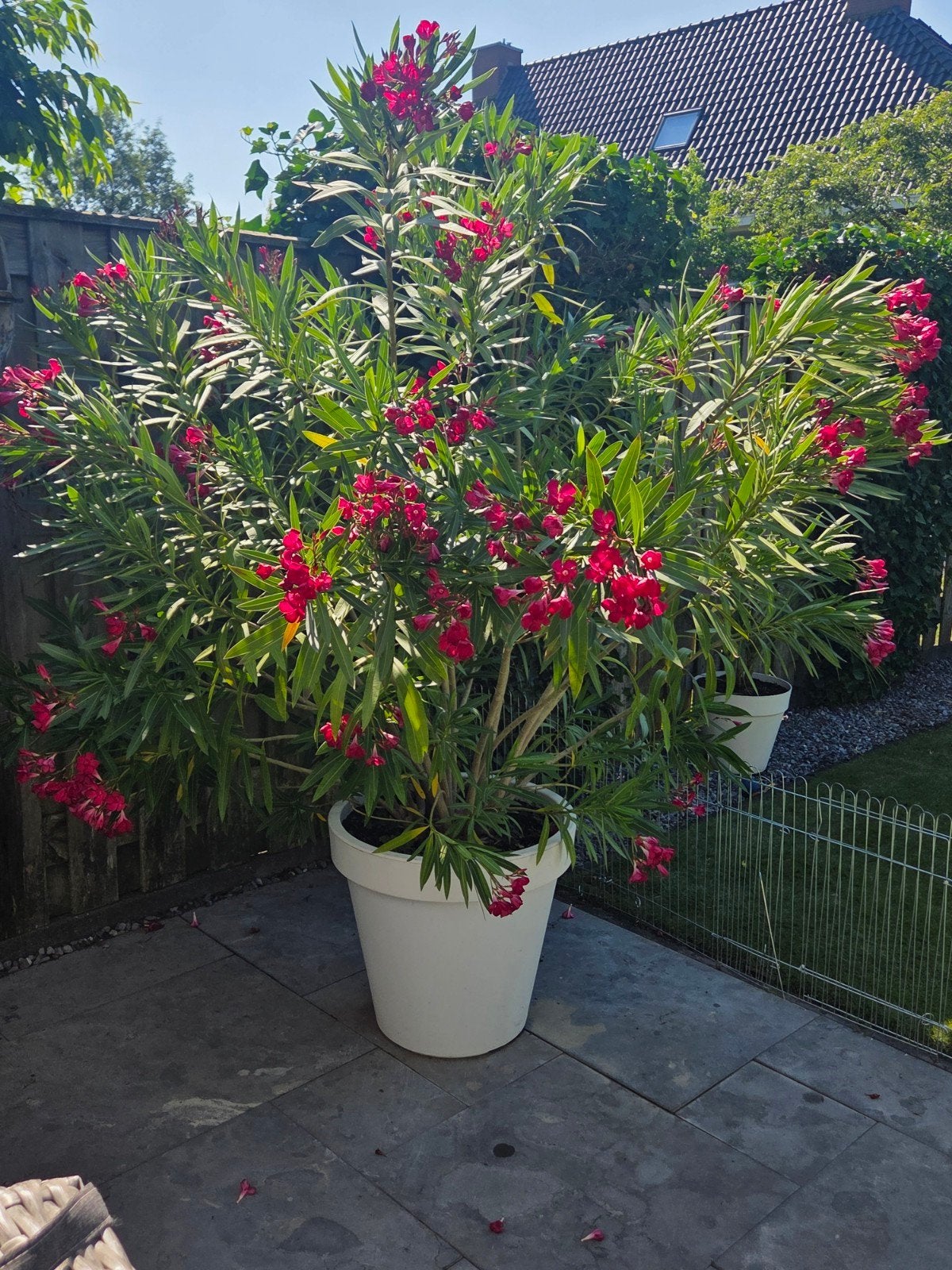 Prachtige Oleander in mooie pot, Overige soorten, 100 tot 250 cm, Zomer, Ophalen