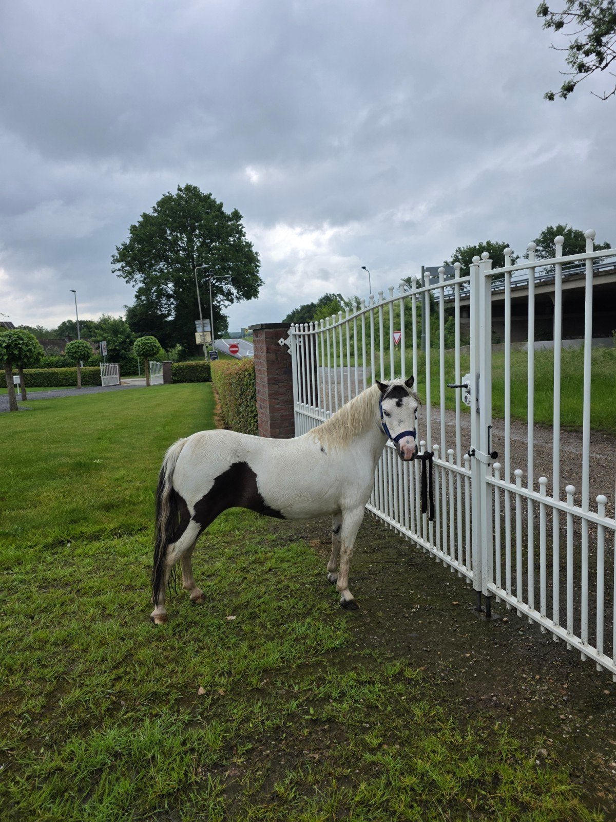 AMHA paardjes, Hengst, A pony (tot 1.17m), 0 tot 2 jaar