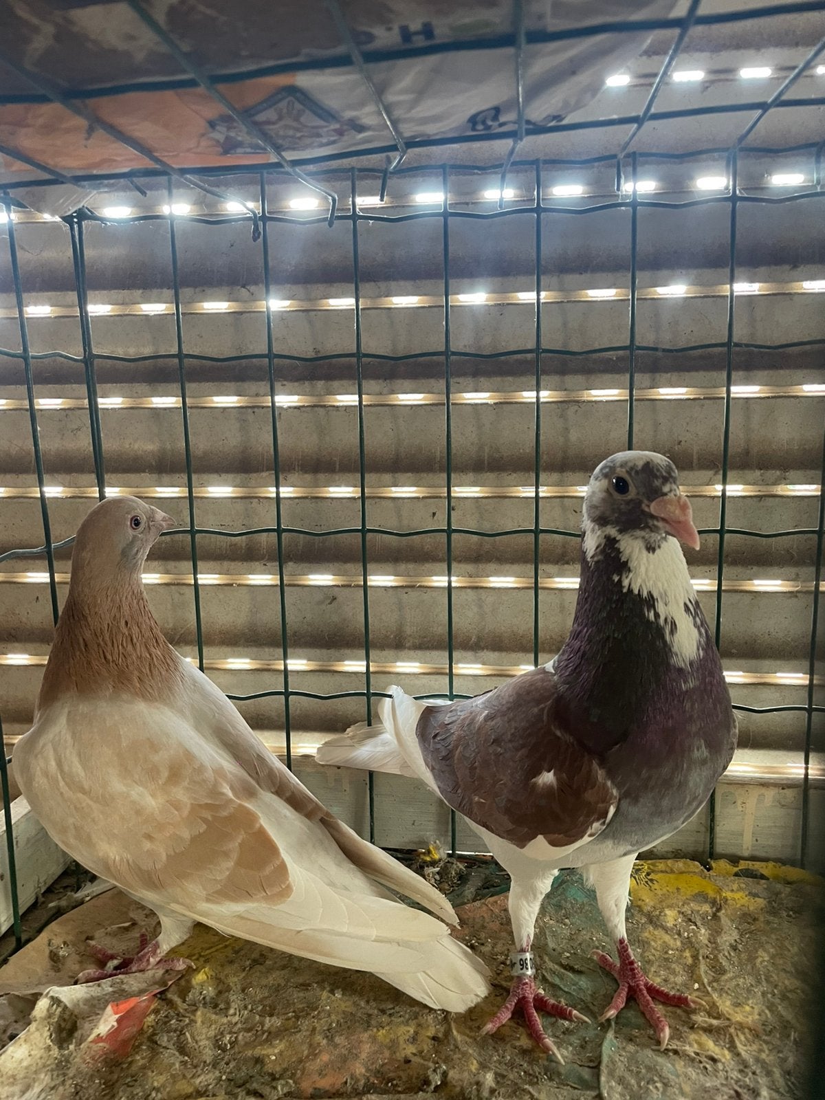 4 koppels Kleurpostduiven, Dieren en Toebehoren, Meerdere dieren, Postduif