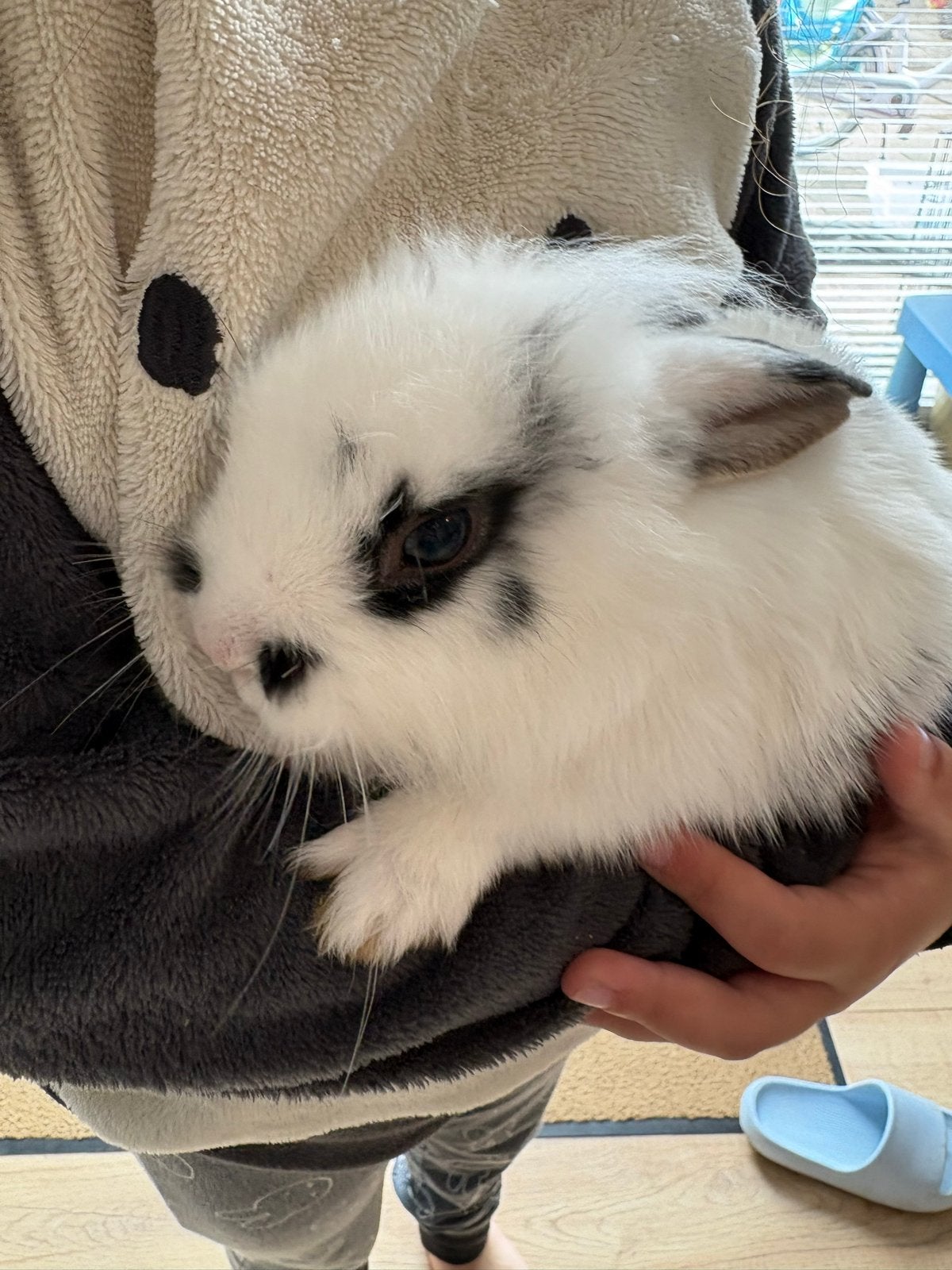 💕Schattige konijn+ Ferplast hok🐰💕, Dieren en Toebehoren, Konijnen