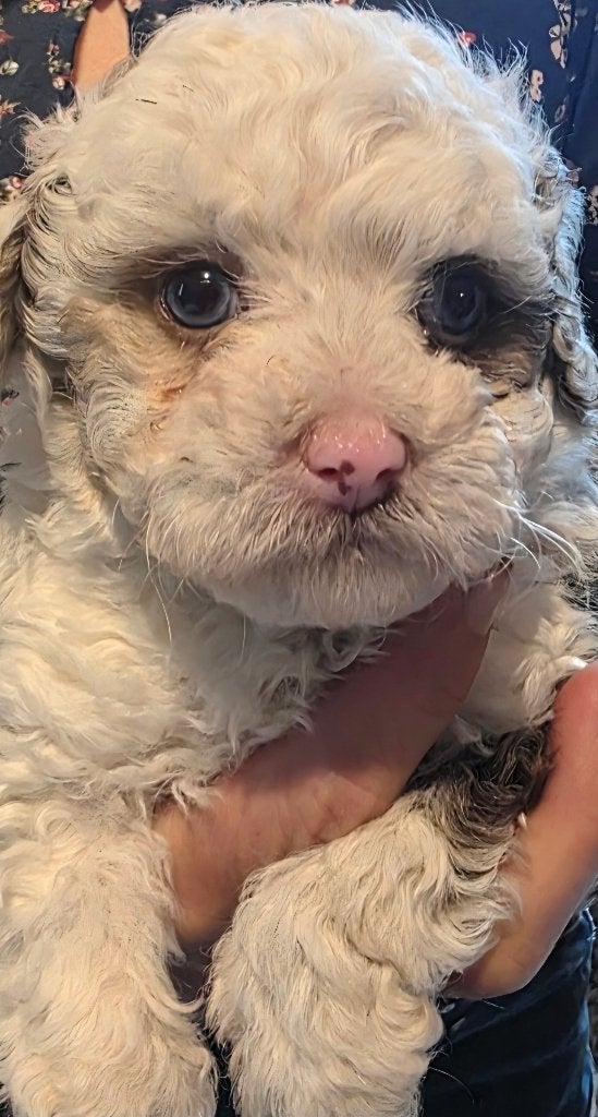 Cockapoo F1b Panda kleur ​met blauwe ogenn, 8 tot 15 weken, Meerdere, Meerdere dieren, CDV (hondenziekte)