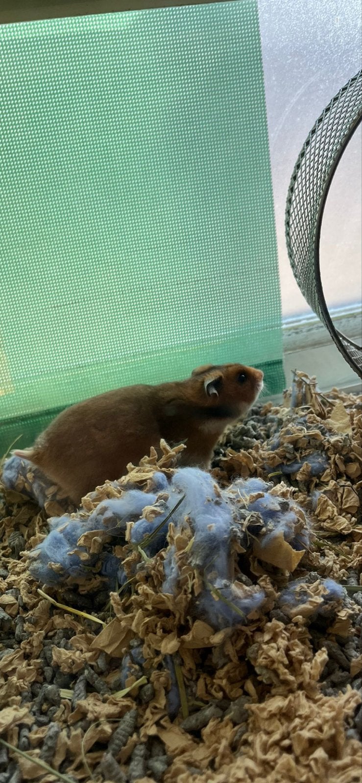 Huisje gezocht goudhamster, Dieren en Toebehoren, Februari, Vrouwelijk, Hamster