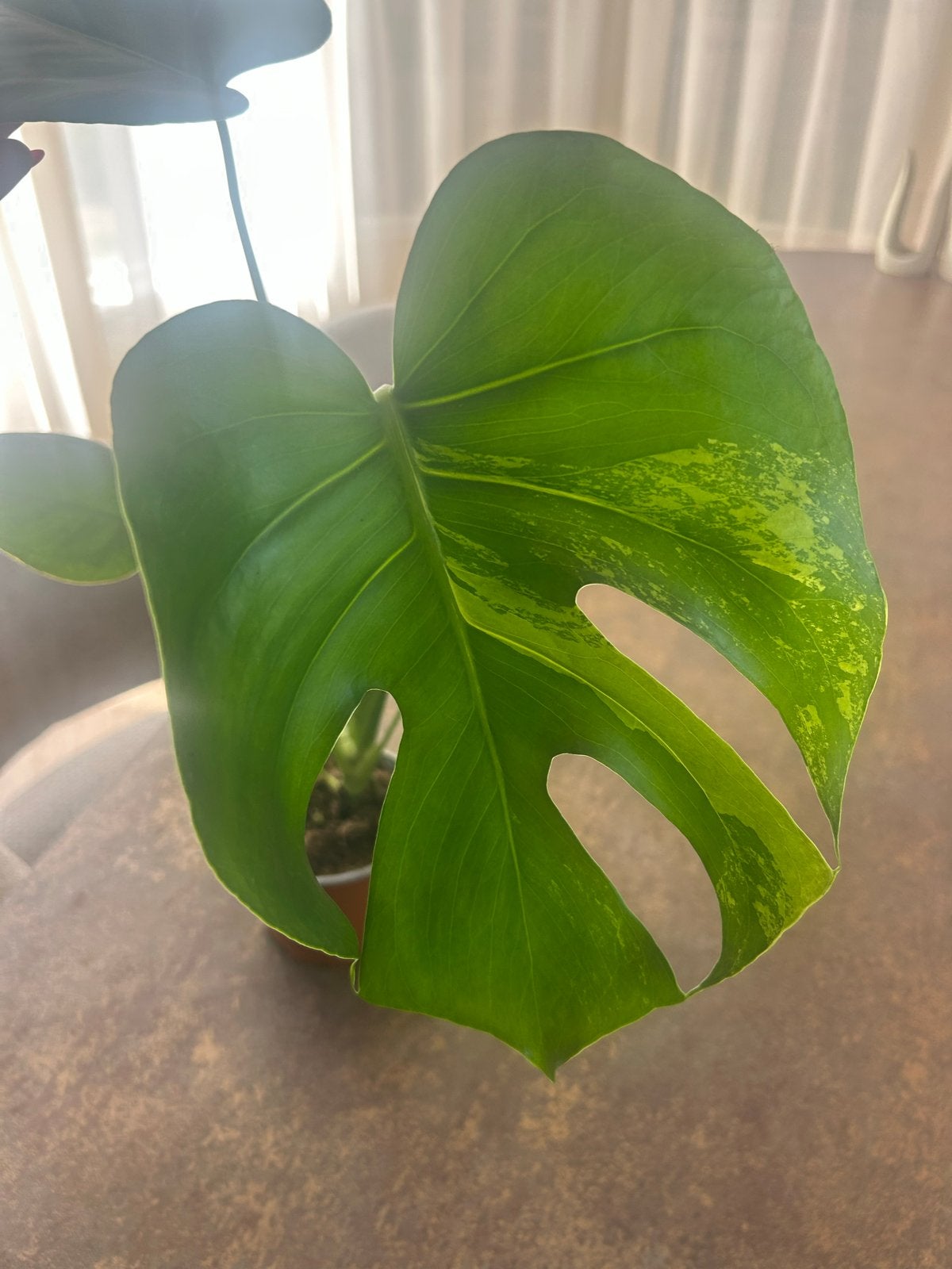 Monstera Variegata, Verzenden
