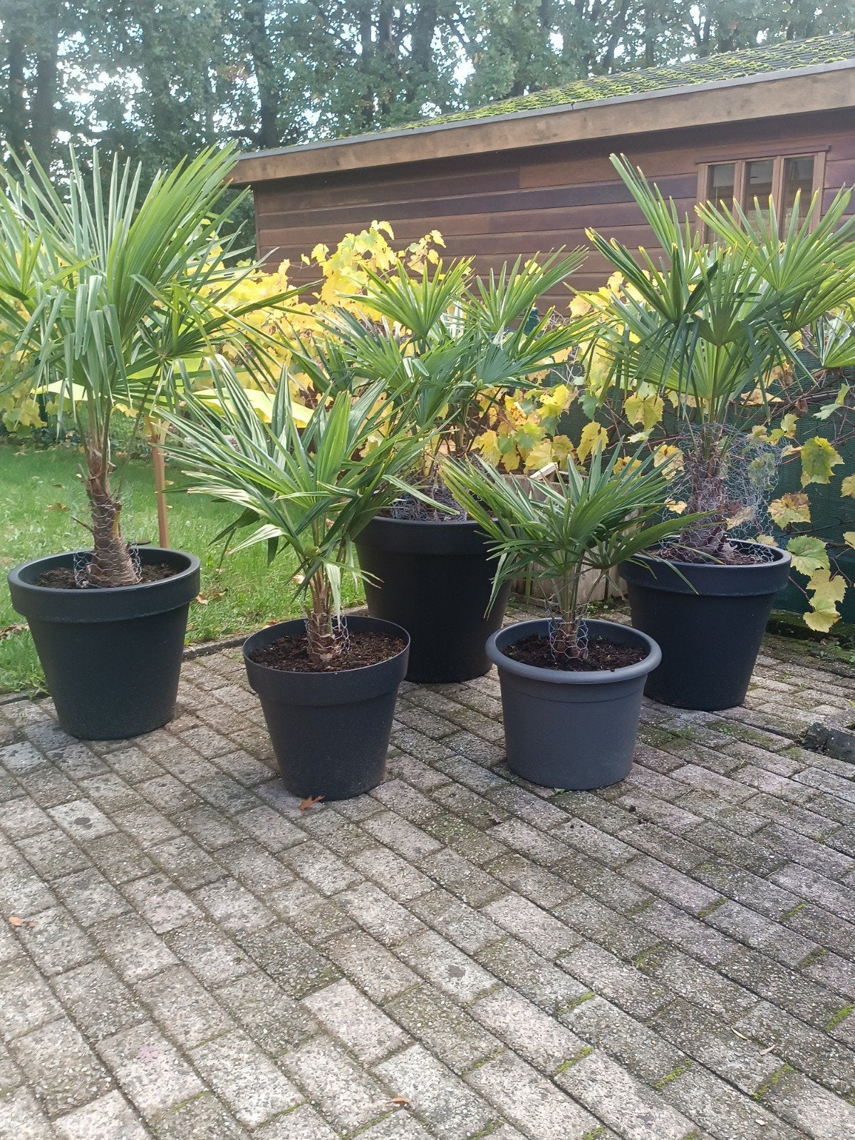 trachycarpus fortunei, Ophalen, Overige soorten, Halfschaduw