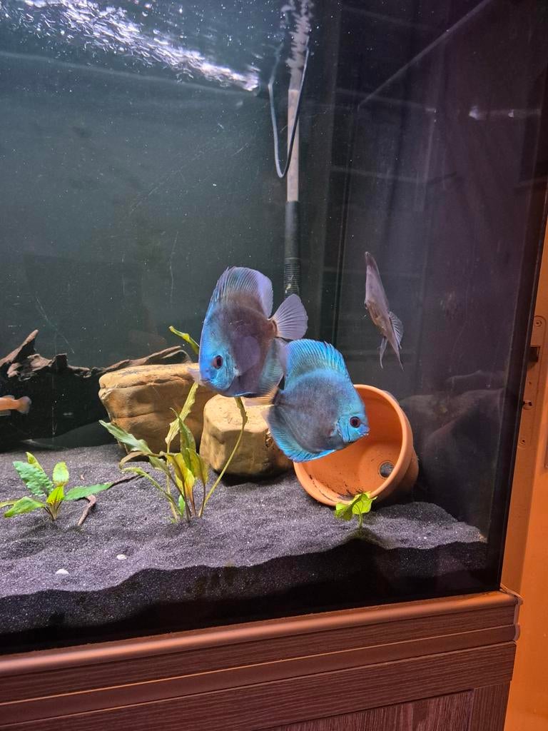 Discusvissen te koop, Dieren en Toebehoren, Vissen | Aquariumvissen, Vis