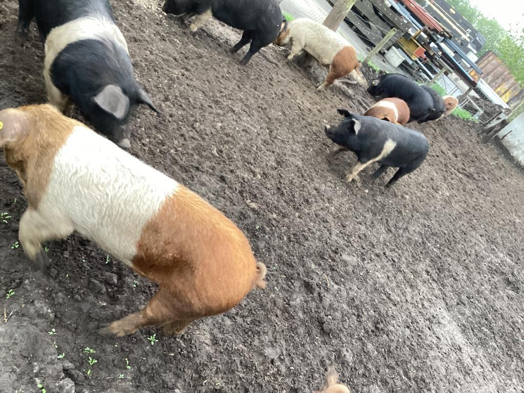 Husumer scharrel varkens prima onkruidverwijderaar of slacht, Dieren en Toebehoren, Meerdere dieren, Varken, 0 tot 2 jaar