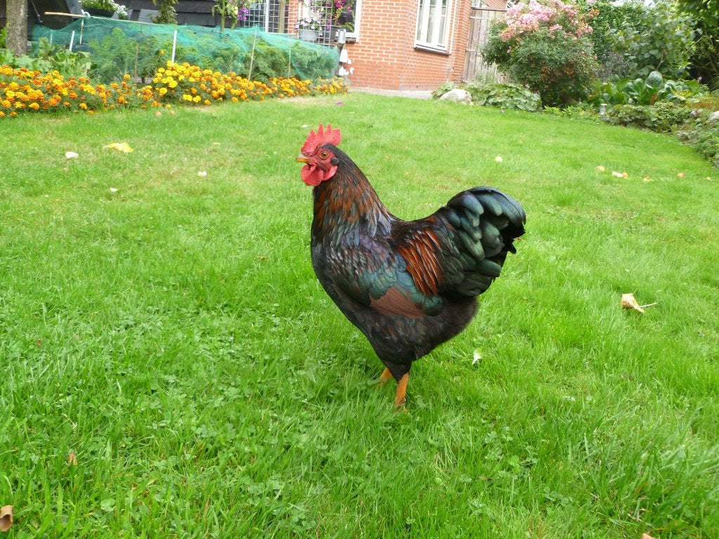 Barnevelder kriel haan, Dieren en Toebehoren, Pluimvee, Mannelijk, Kip