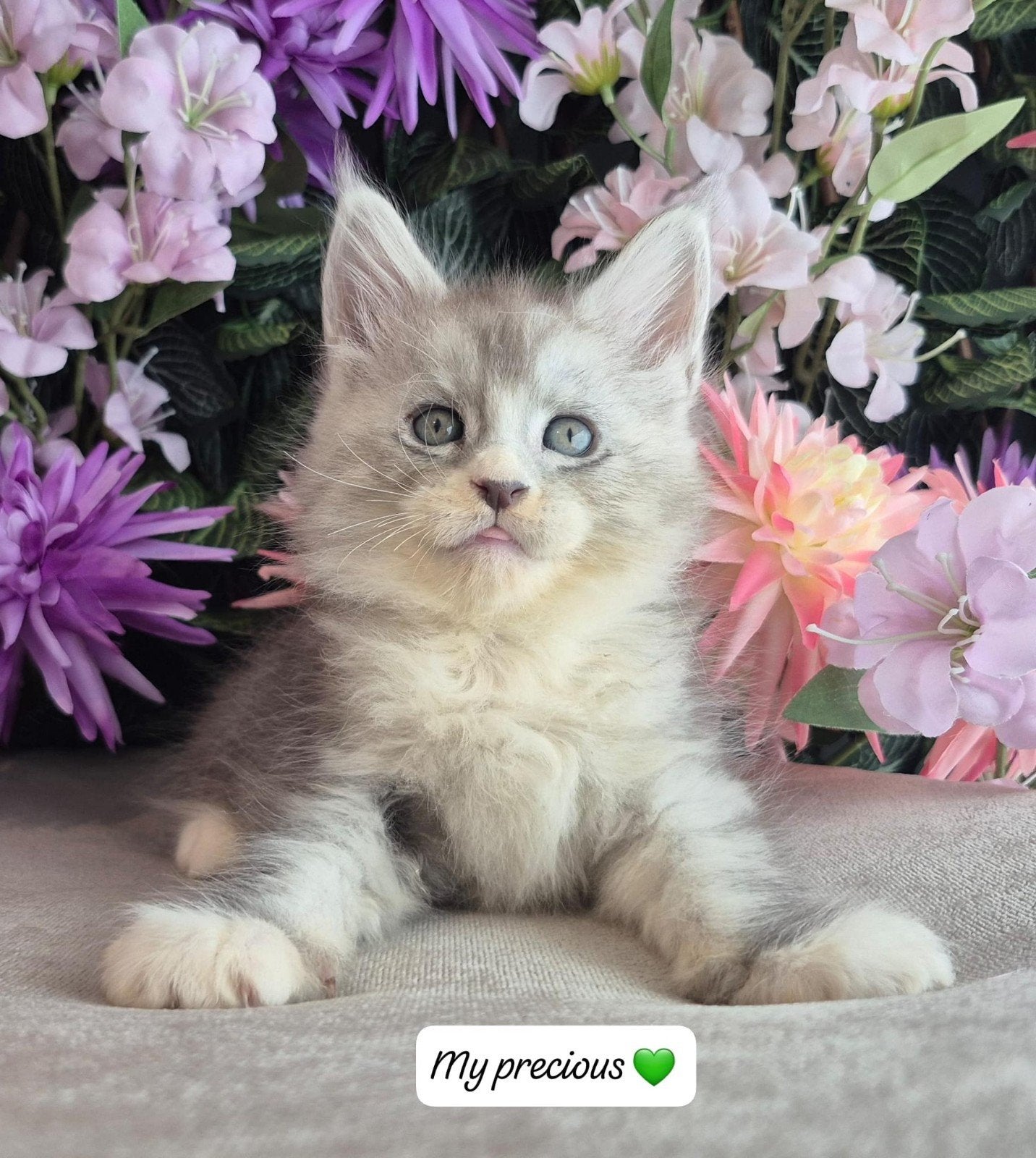 maine coon kittens met stamboom RUS, shaded lijn (blauw oog), Meerdere dieren, Met stamboom, 0 tot 2 jaar