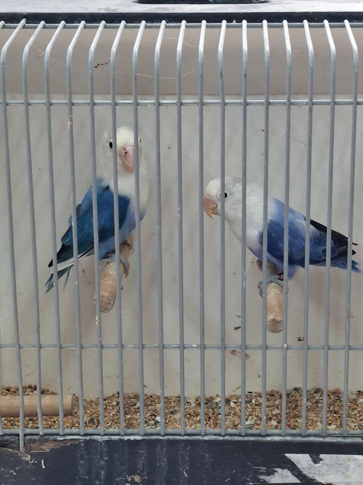 Diverse koppels ficheries, Meerdere dieren, Parkiet