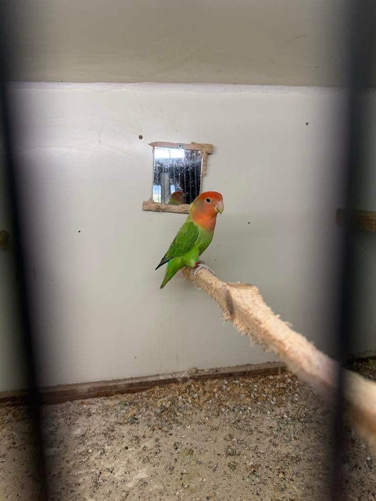 Dwerg papagaai/ agapornis, Dieren en Toebehoren, Geslacht onbekend, Dwergpapegaai of Agapornis