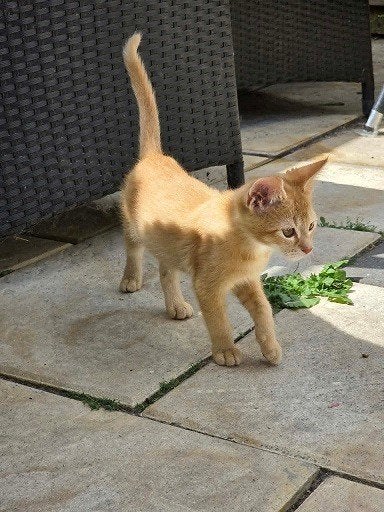 MJM Dogs Foundation: Ginger, gevaccineerd en beschikbaar, Poes, Kortharig, 0 tot 2 jaar