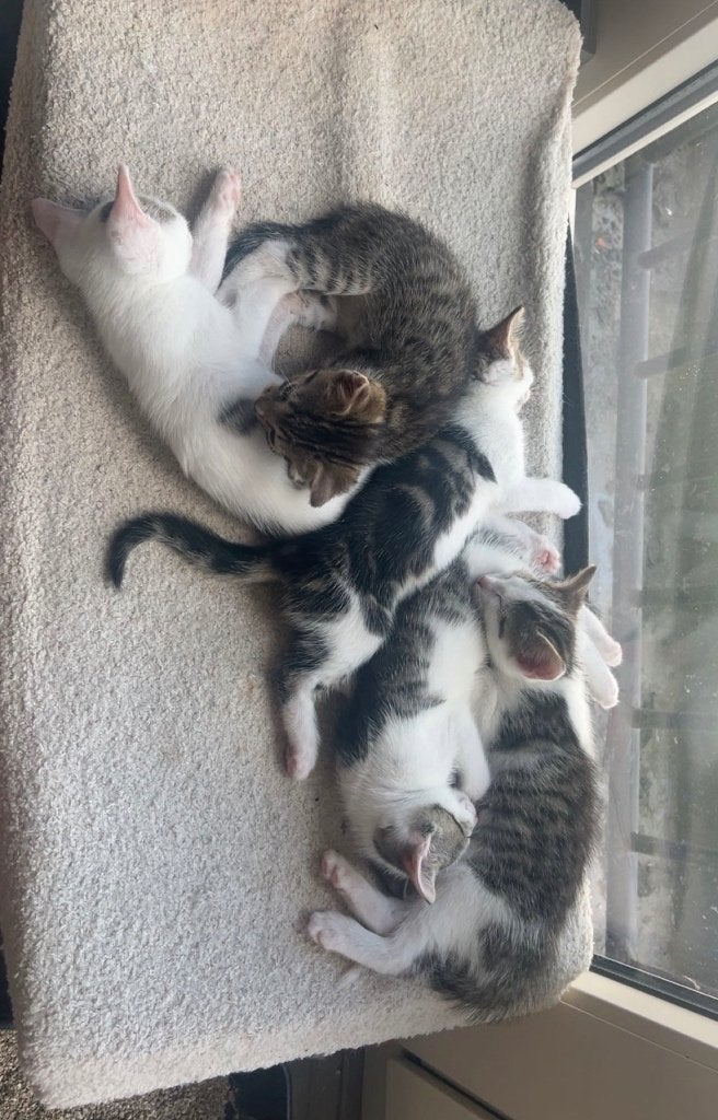 Kittens, Dieren en Toebehoren, Katten en Kittens | Raskatten | Korthaar, Meerdere dieren, 0 tot 2 jaar