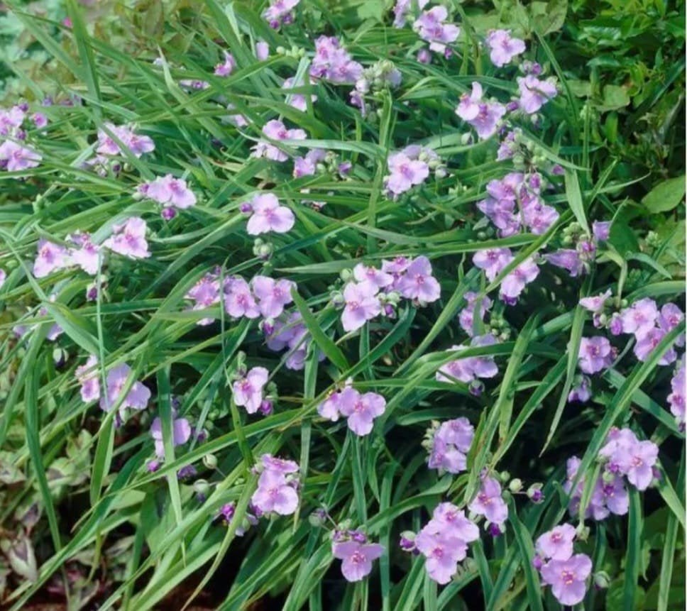 Gratis af te halen: vaste planten., Ophalen
