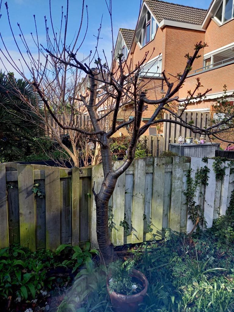 Kersenboom, Ophalen, Volle zon, Overige soorten