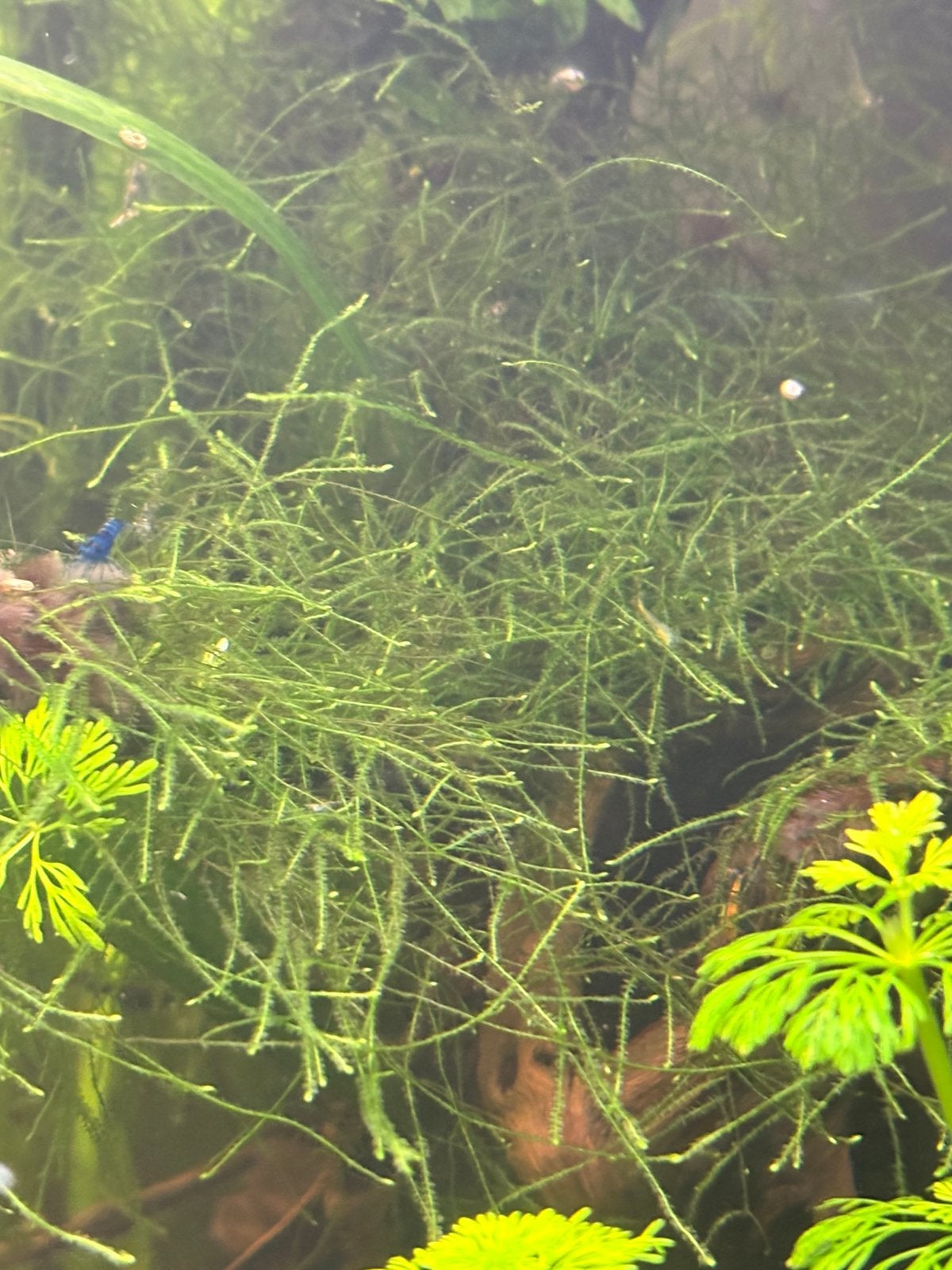 Javamos, Dieren en Toebehoren, Vissen | Aquaria en Toebehoren, Ophalen, Plant(en), Steen of Hout