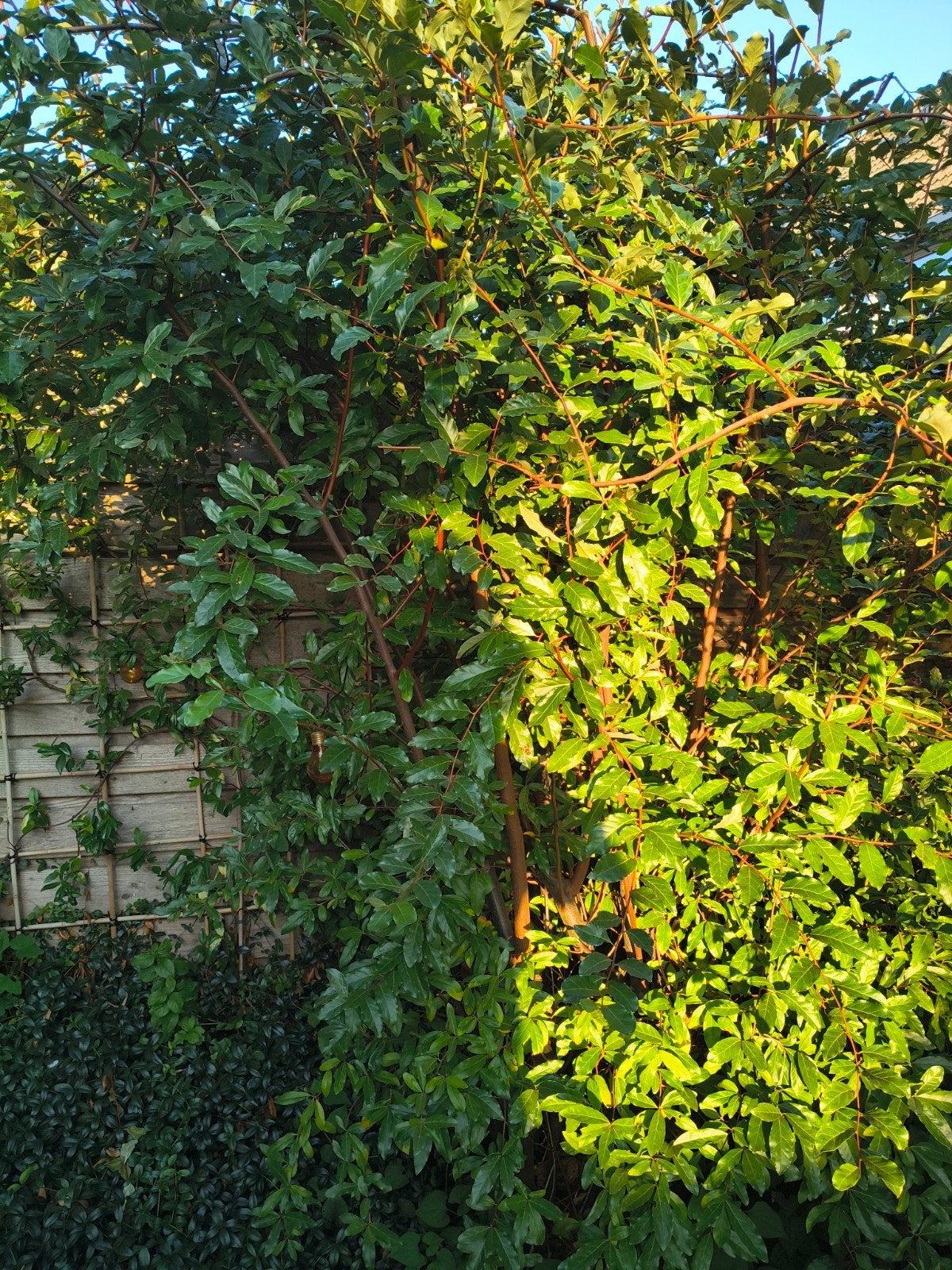 grote groene struik., Ophalen of Verzenden, Overige soorten, 100 tot 250 cm